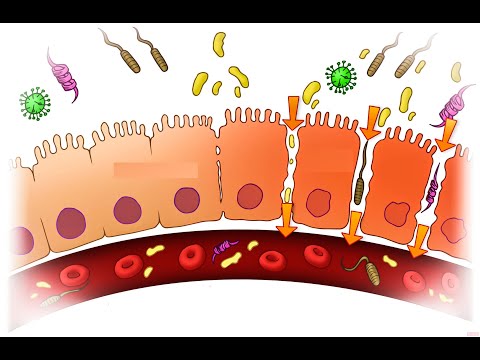 CURA LA PERMEABILIDAD INTESTINAL HACIENDO ESTO (Y FRENA EL ENVEJECIMIENTO PREMATURO)