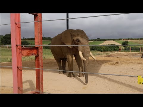 Is It A Zoo? Is It A Farm? It's Noah's Ark Zoo Farm!