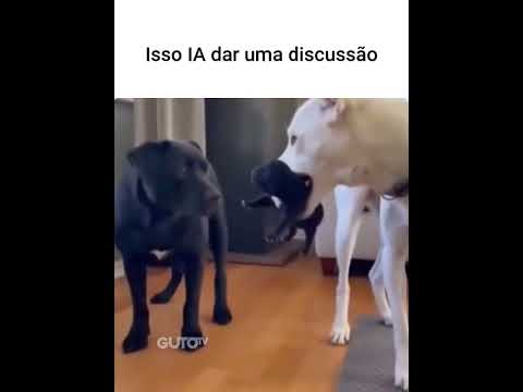 Qual foi Marquinho? #animaisdublados