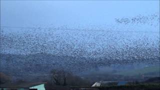 preview picture of video 'Limerick Starling Murmuration'