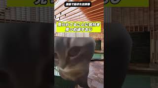 この間温泉に行った時におじさんに言われた一言が衝撃だった #猫ミーム #温泉#猫