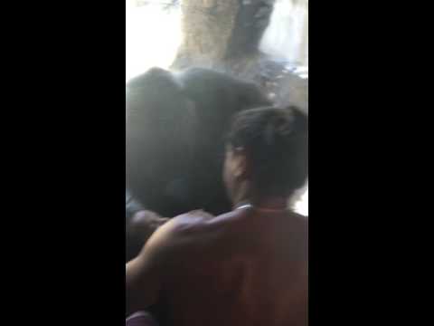 Female lowland gorilla meets baby at Miami metro zoo