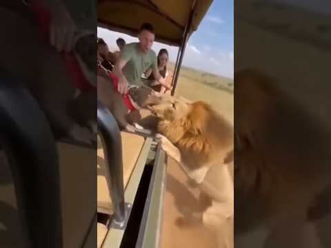 PitBull  Ataca Leão #foryou #viral #shorts