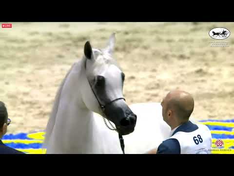 N 68 BINT HAZY AL KHALEDIAH   Dubai International Arabian Horse Championship 2022   Mares 7 9 years