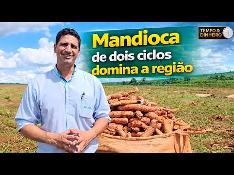 Naviraí no MS acelera na colheita da mandioca, safra segue firme apesar dos desafios