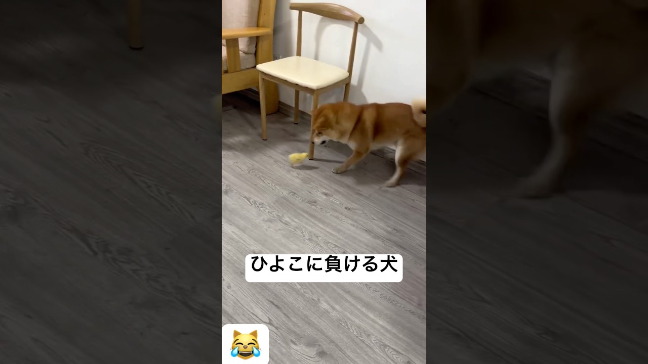 ひよこに負ける犬