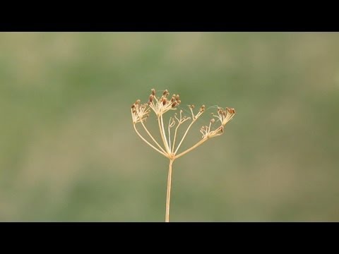 Canon PowerShot SX170 IS Video Test Zoom