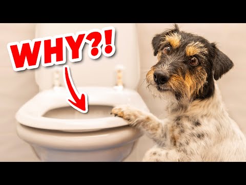 Why Do Dogs Drink From The Toilet? | Advice From A Vet