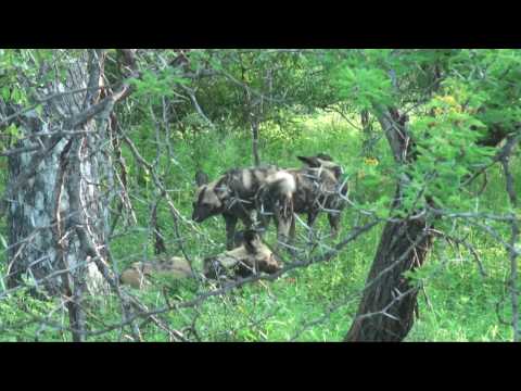 Wild Dogs hunting in Sabi Sands Game Reserve