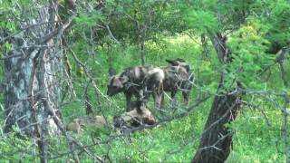 preview picture of video 'Wild Dogs hunting in Sabi Sands Game Reserve'