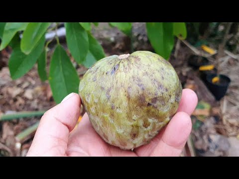 First Cherimoya Fruit In 2021 - Taste & Review Fino De Jete
