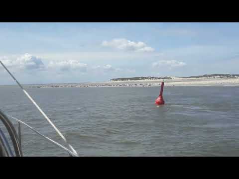 Seehundkolonie vor Spiekeroog