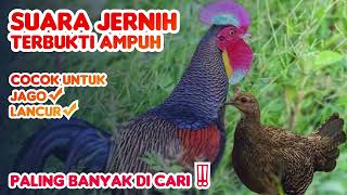 Download lagu Suara pikat ayam hutan hijau, Suara betina memanggil ayam hutan jantan. TERBARU  AMPUH‼️ mp3