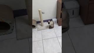 [問題] 貓貓喝水咳嗽