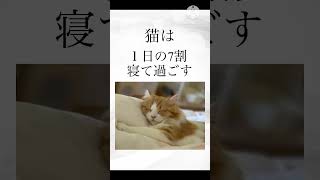 #shorts  ＃猫の雑学　＃猫