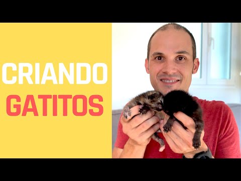 Criando Gatitos