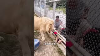 He Put His Hand in a Lion’s Cage… 🦁😱 You Won’t Believe What Happened! 🚨 #Shorts