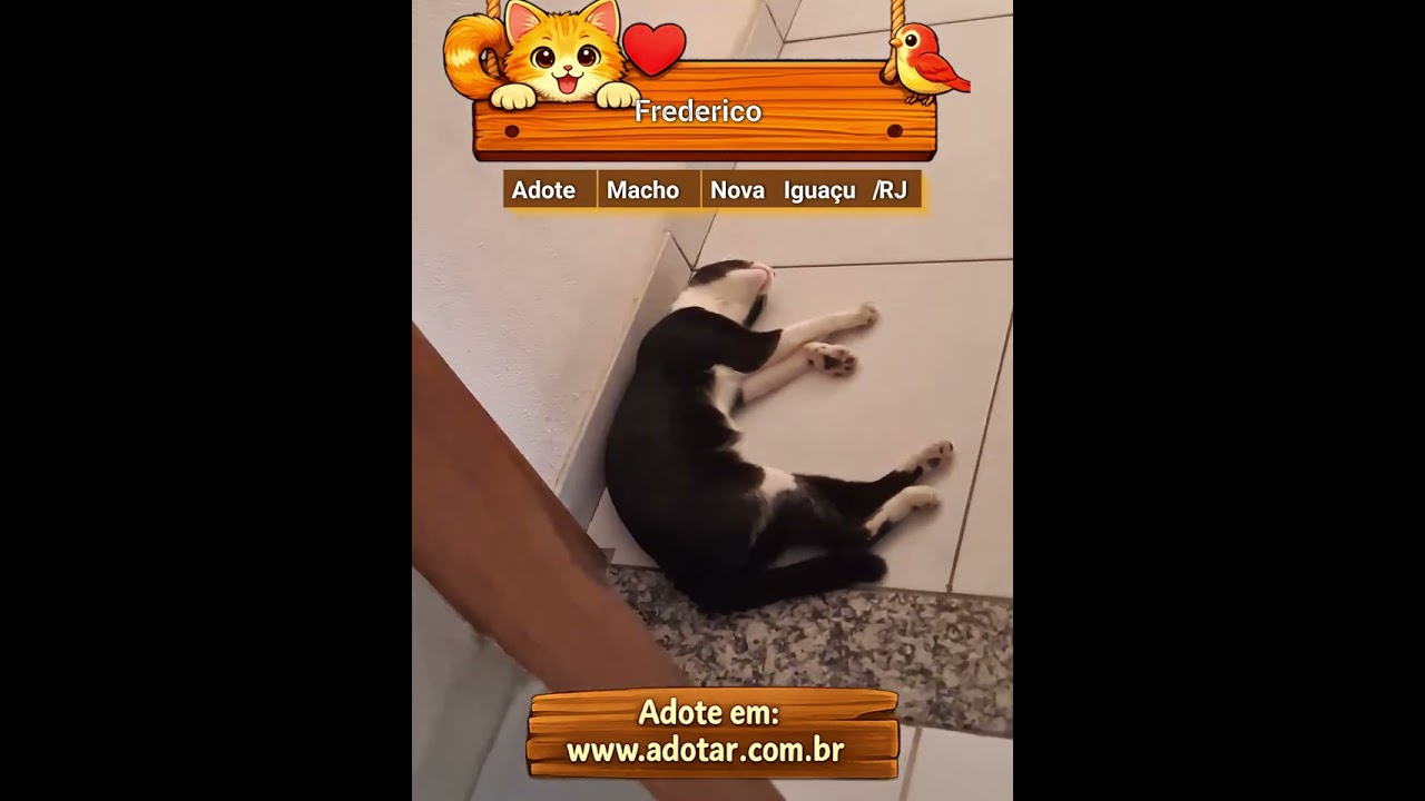 Gato raça SRD-ViraLata idade 7 a 11 meses nome Frederico 