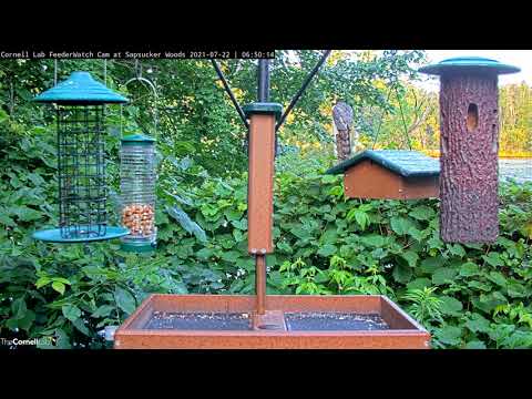 Adult Cooper's Hawk Perches Behind Cornell Lab Feeder Station – July 22, 2021