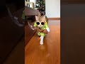 New Video Video Video