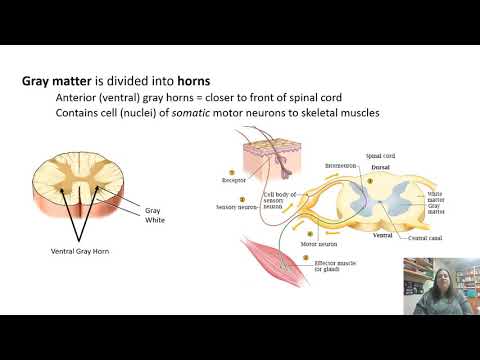 Spinal Cord and Spinal Nerves