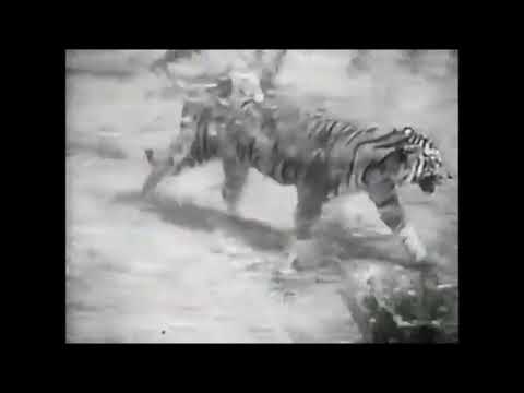 Sumatran Tiger vs African Lion Fight - New Footage ! It was the lion who actually ran in the end !