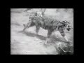 Sumatran Tiger Vs African Lion Fight New Footage It Was The Lion Who Actually Ran In The End