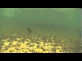 Sebile Lure Magic Swimmer 45g Farbe O4 165mm - O4 - 45g - 1Stück