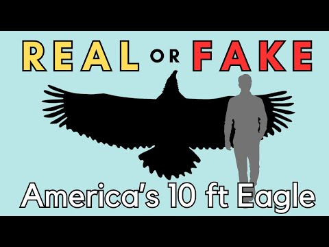 The Disputed Giant Bird - Washington's Sea Eagle