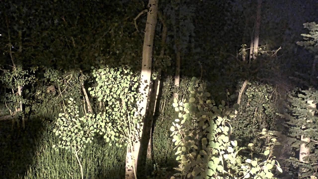Live webcam view of Thunderhead Bird Feeder Cam