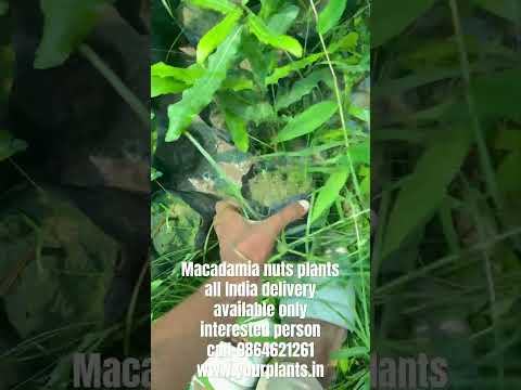 Macadamia nuts plant