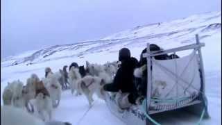 preview picture of video 'Dogsled Tangle in Sisimiut, Greenland'