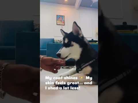 Blue’s Recovery Story | Husky Pup’s Shiny Coat & Energy Boost with Venttura Omega+ ✨