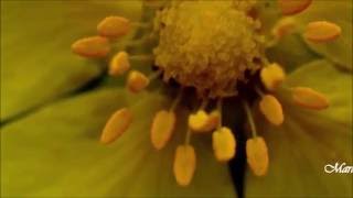 Kitaro   Message From The Cosmos by Butterfly72216  •.ƸӜƷ•