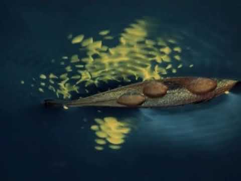 The Secret Life of Plants