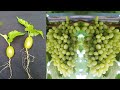 Discover the Sweet Magic of Seedless Cotton Candy Grape Plants | How to Grow Cotton Candy Grapes