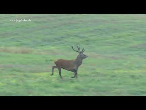 Der Hirsch im Sonnenaufgang im Herzen von Masuren  - Jagd zur Hirschbrunft in Polen / Masuren