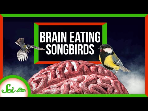 Attack of the Brain-Eating Killer Songbirds