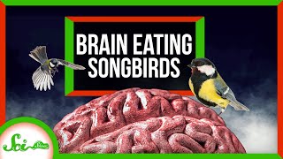 Attack of the Brain-Eating Killer Songbirds