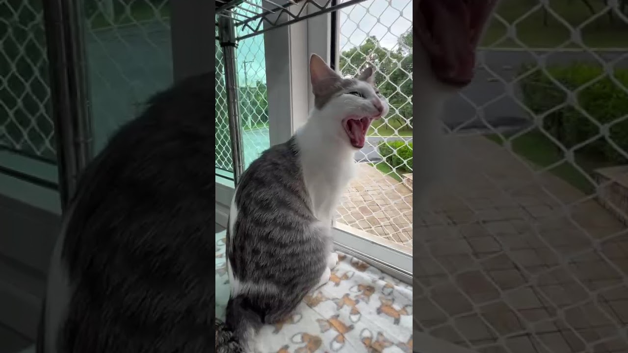 Gato raça SRD-ViraLata idade 2 a 6 meses nome Claire 