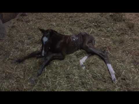 Stutfohlen geb. 13.03.2017 von Million Dollar x Lordanos x Calido