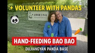 Volunteer at Dujiangyan, China Panda Base for A Day