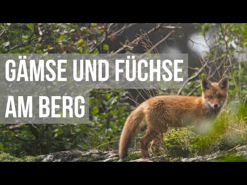 Gämse und Füchse auf der Saualpe!