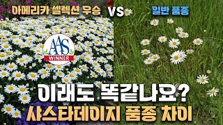 일반 샤스타데이지와 다른 품종 차이. 실제 영상으로 확인시켜드립니다. 이래도 똑같나요? 아메리카 셀렉션 우승…