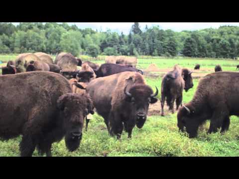 download lagu mp3 mp4 Terre Des Bisons, download lagu Terre Des Bisons gratis, unduh video klip Terre Des Bisons
