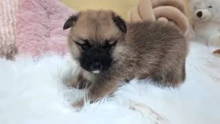 ハーフ犬の動画01