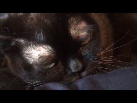 The Giver, a re-enactment by Ferby