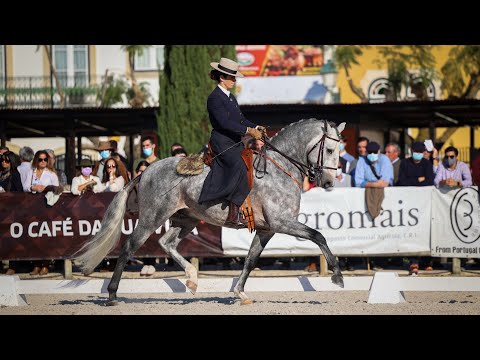 Nilo TVF   |   Winner of the 4YO Class - Model & Gaits Competitions at Golega Horse Fair 2021
