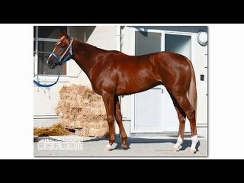 2014/10/26 第75回 菊花賞（GⅠ）【トーホウジャッカル】