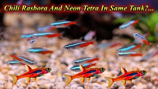 Can We Keep Neon Tetra And Chili Rasbora In Same Tank? Any Problems On Keeping / Fish Aquarium Tamil